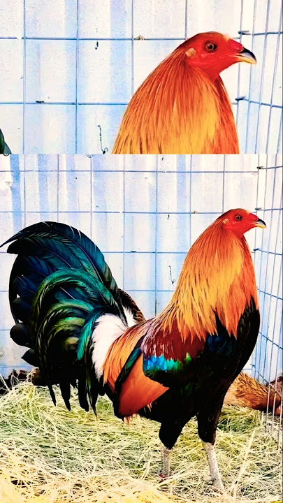 napaka gwapo na broodcock from USA #chicken