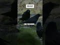 A group of crows is called what 400k view special