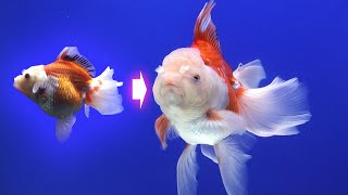 When goldfish EAT TOO MUCH and How to deal with it by Bije Aquatics 24,153 views 2 years ago 2 minutes, 40 seconds
