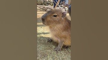 Cute Capy🩷#カピバラ #capybara