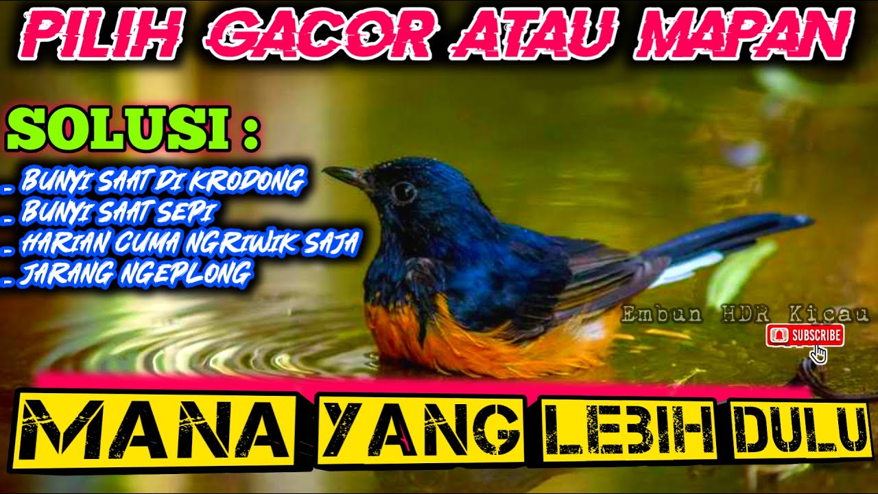 CUMA NGRIWIK❗Mengatasi Murai Batu Bunyi Saat Di Krodong Saja Dan Jarang Ngeplong Ketika Di Ablak