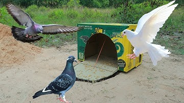 Creative Underground Pigeon Trap Using Paper Box | Amazing Bird Trap