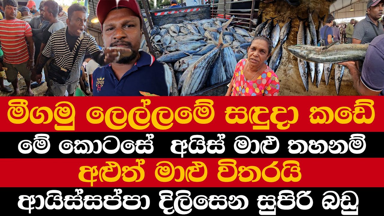 මීගමු ලෙල්ලමේ සඳුදා කඩේ | අයිස් මාළු තහනම් අළුත් මාළු විතරයි
