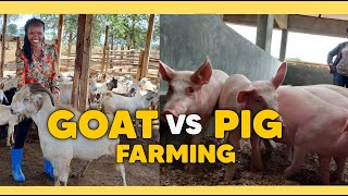 Which Is More Profitable GOAT Vs PIG Farming Business And WHY?(DETAILED)