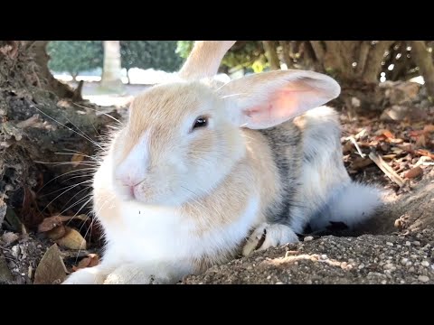 Rabbit about to melt in the sunshine