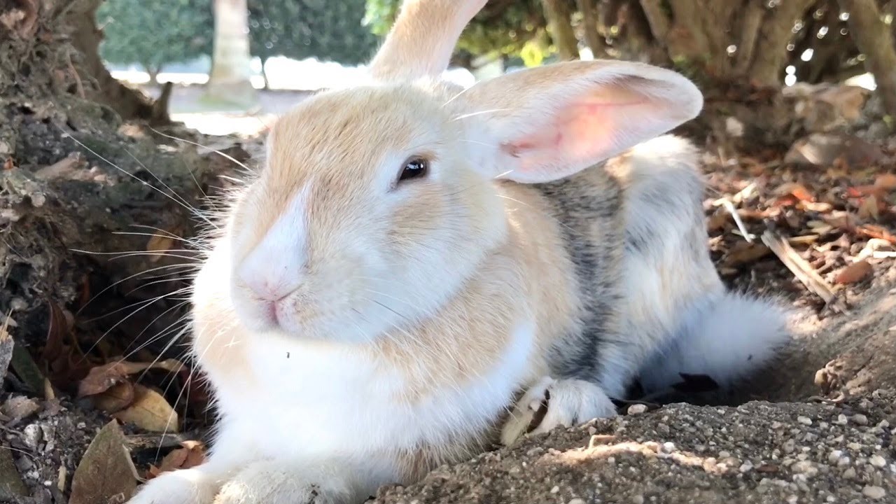 Rabbit about to melt in the sunshine - YouTube
