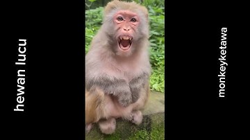Momen tingkah lucu monyet ketawa🤣🤣