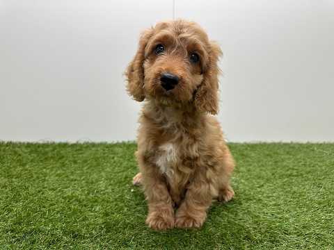 Video van Cockapoo Mannelijk Abricot - PUP-ID 014729410 | Dierenhof Debrabandere