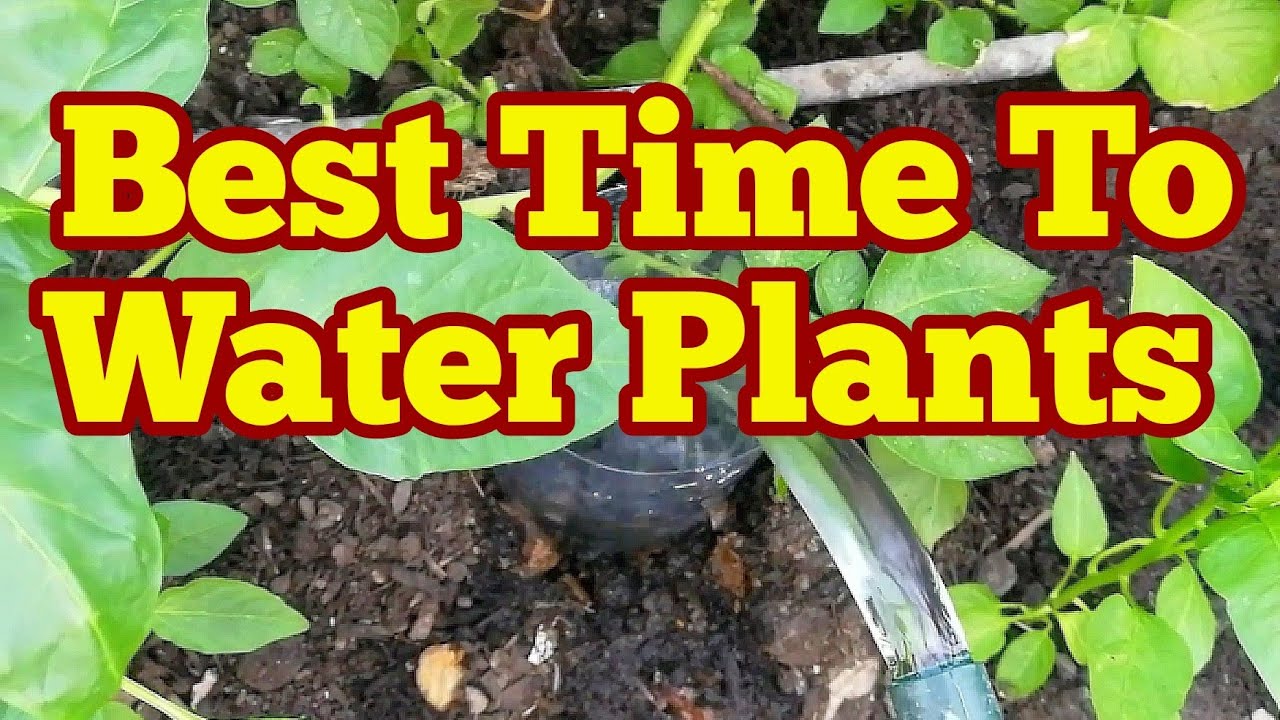 When Is Best Time To Water The Plants? / No Dig Organic Allotment