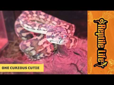 Darwin Carpet Python | Reptile Life Ferntree Gully