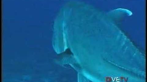 MAUI REEF ULUA