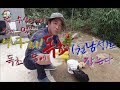 닭 수십마리 잡아 먹은 너구리!독초 중에 독초(천남성)로 잡는다(Raccoons eaten dozens of chickens! Catch it with poison)-귀농