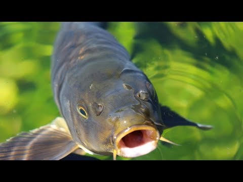 შაორზე თევზაობა | Shaorze tevzaoba