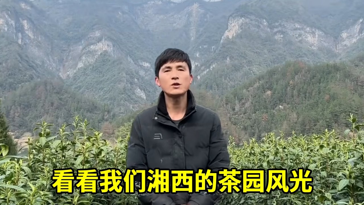 来看看我们湘西的茶园风光吧【乡野志刚】