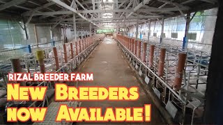 Bagong Breeders ng DCM Farm | Largewhite, Landrace, F1