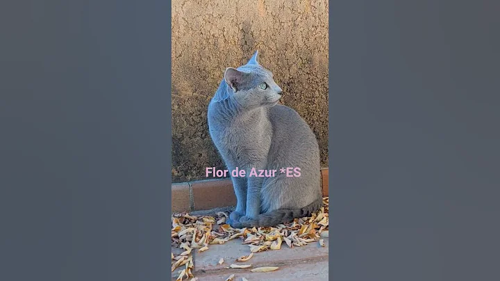 Video 11739271: russian blue cattery, russianbluecats cat