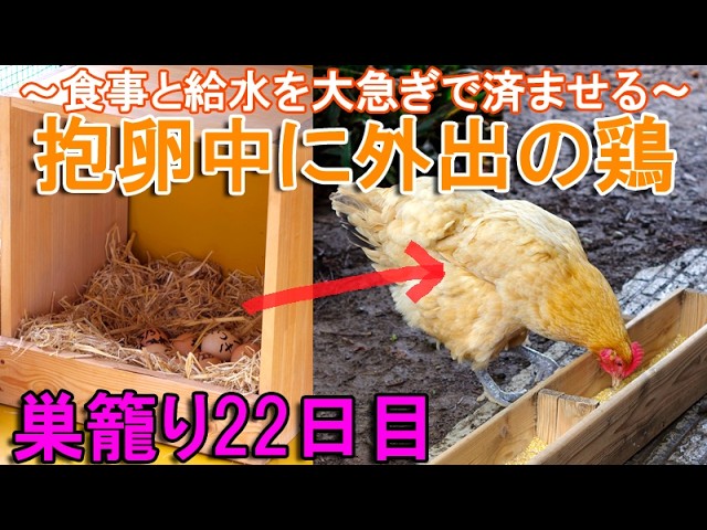 抱卵中のニワトリが外出～1日1回の食事と給水をする産箱で巣籠り中の