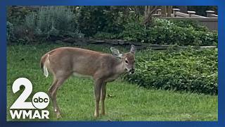 City to begin managing deer population in parks