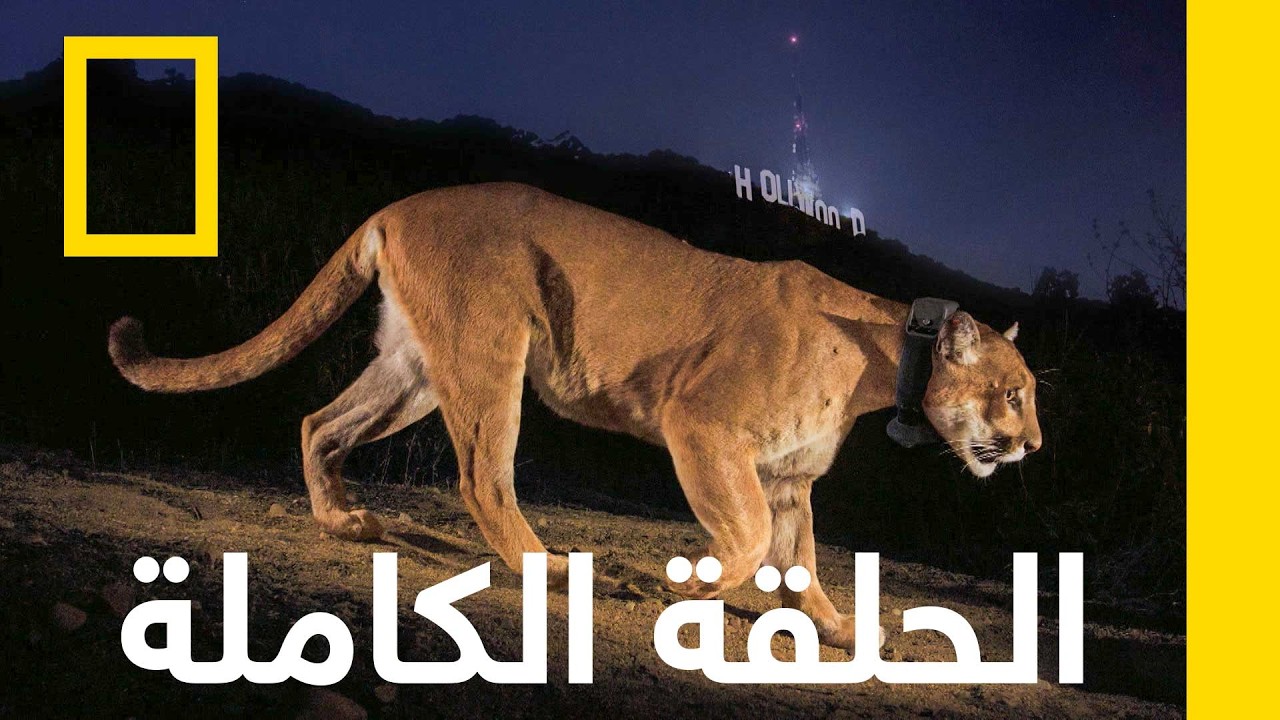 ������ ��� ����� | ���� ���� | ������� ��������� ������
 - نشر قبل 9 دقيقة
