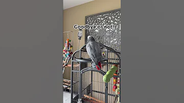 I don’t know what’s about to get Ugly 😳 #talkingparrot #africangrey #gizmo #parrot