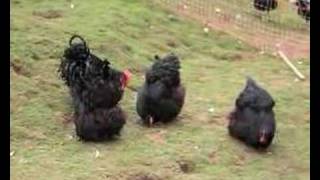 Black Orpington Chickens