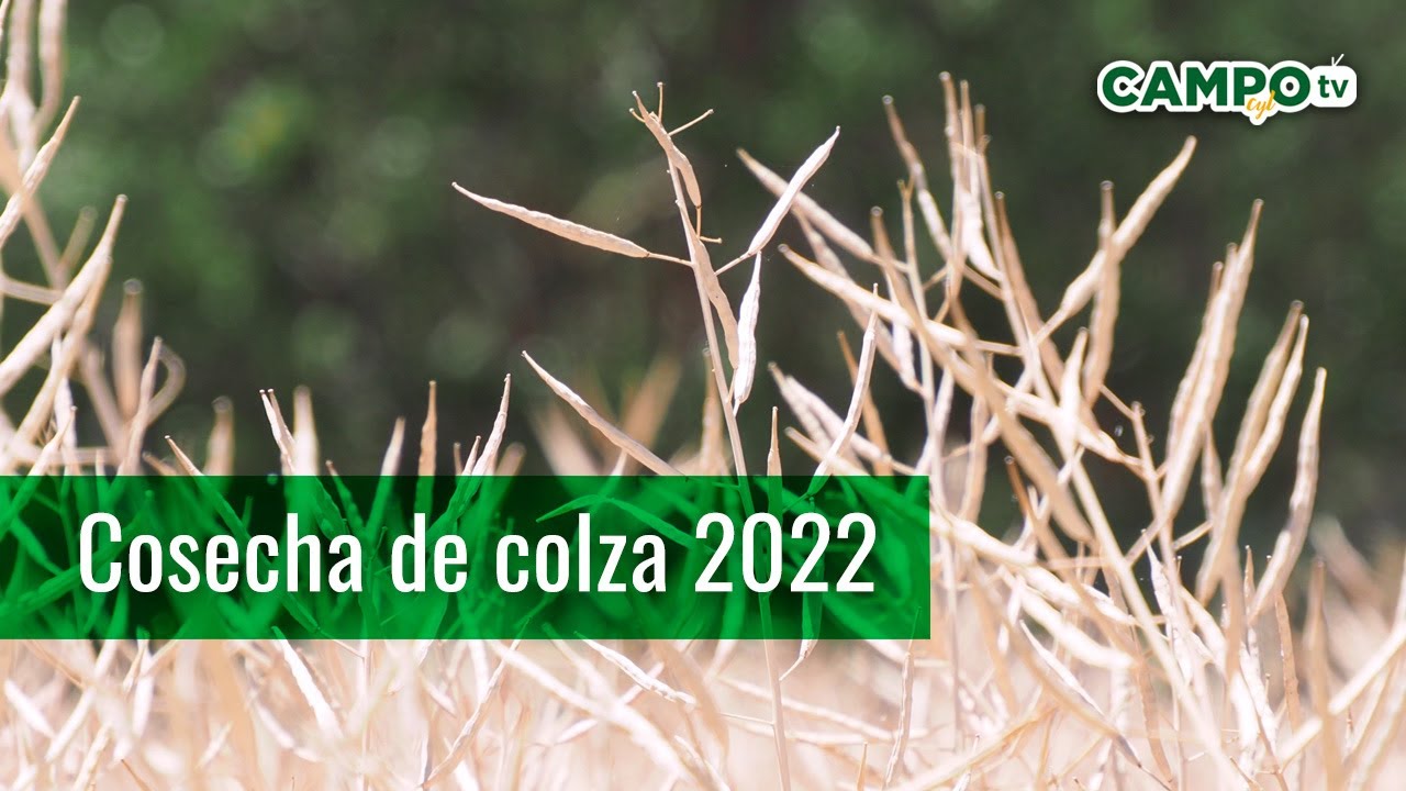 Cosecha de Colza 2022