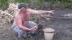 Копаем картошку вручную. Уборка картофеля