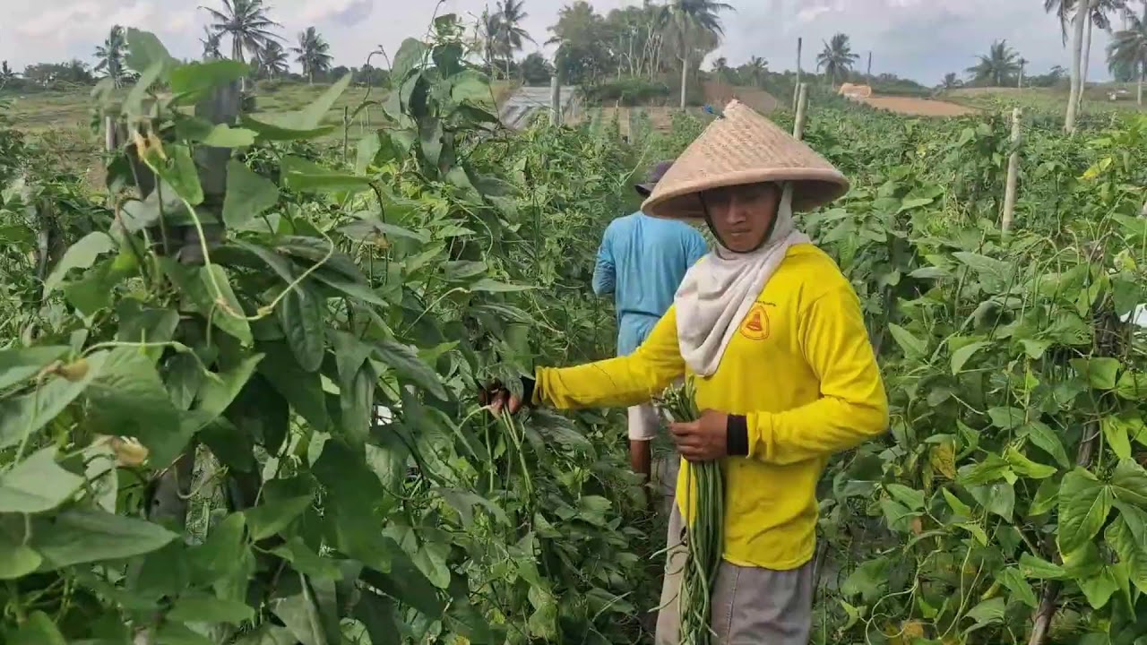 MIND-BLOWING LONG BEAN HARVEST METHOD FARMERS DON’T WANT YOU TO KNOW! - Agriculture Gardening