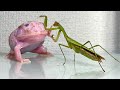 Praying mantis trying to eat a frog pacman frog  african bullfroglive feeding