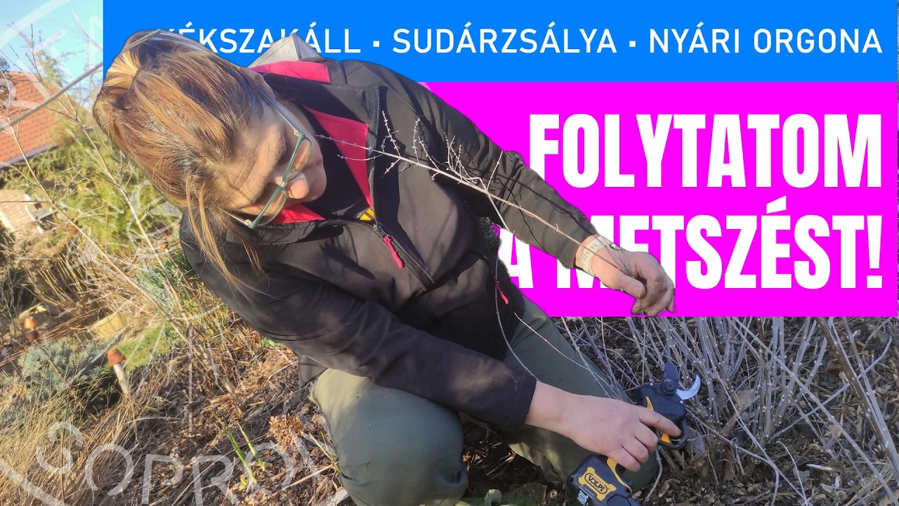 Kékszakáll, sudárzsálya, orbáncfű és nyári orgona METSZÉSE