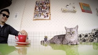gopro kittens and coffee a cat cafe in shanghai
