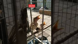 Anakan Burung Kerakbasi Besar \