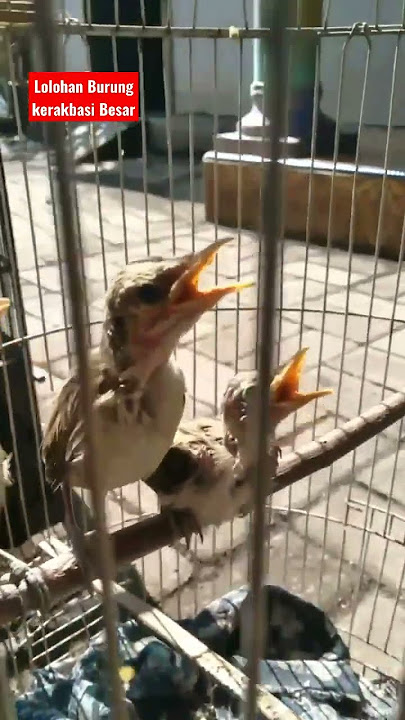 Anakan Burung Kerakbasi Besar 'Cikrok' Calon Penyanyi Serak