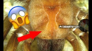 Top 5 WTF Tarantulas in the world! by Tarantupedia™ 6,370 views 4 years ago 3 minutes, 12 seconds