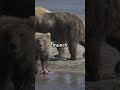 the fascinating world of Kodiak bears
