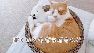 大好きなくまのぬいぐるみを抱きしめて眠る猫が可愛すぎました♡