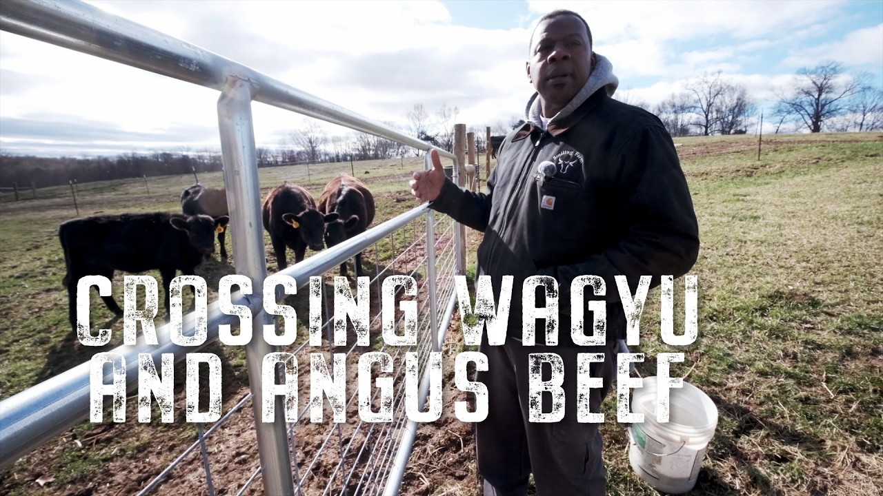 How we cross Wagyu and Angus beef 