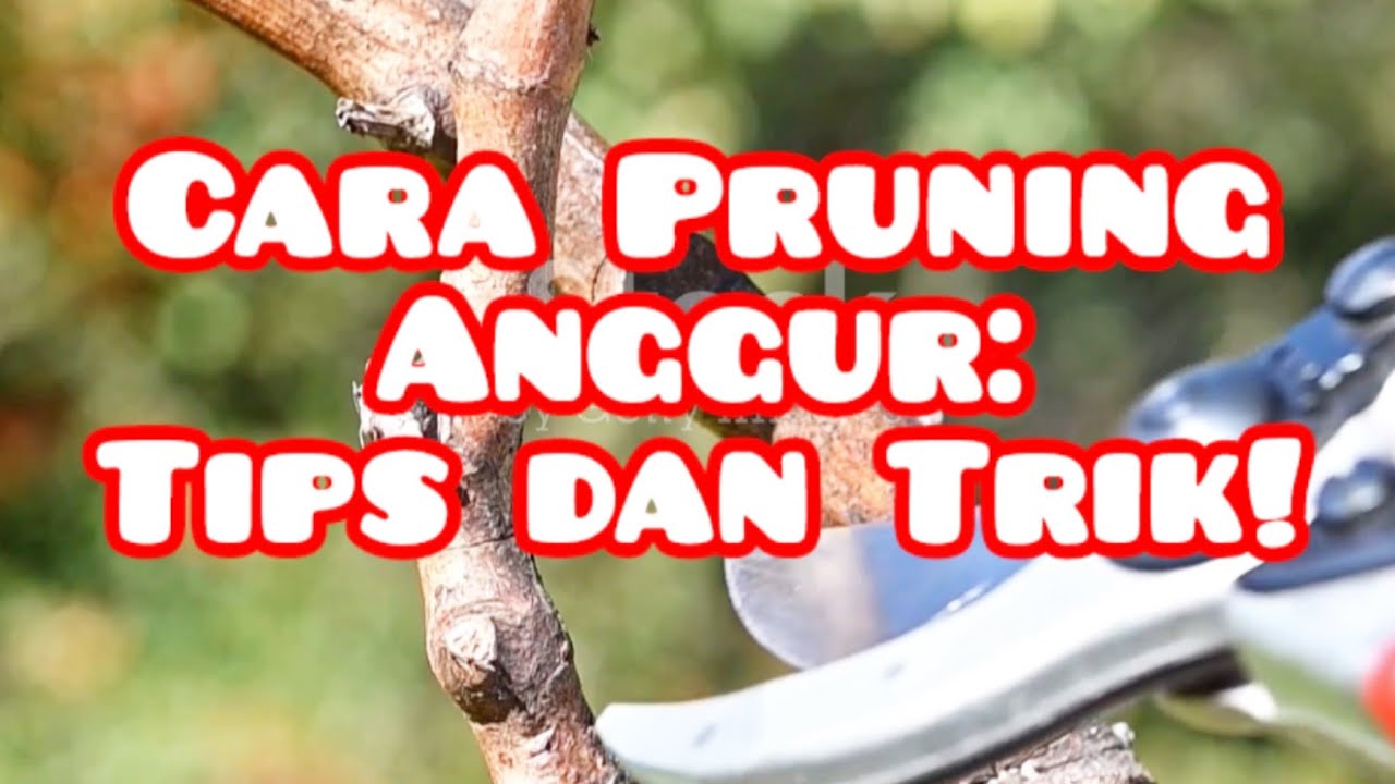 Cara Pruning Anggur: Tips dan Trik! #gardening #anggur #TipsBerkebun