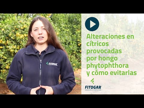 Vídeo: Què causa Phytophthora?