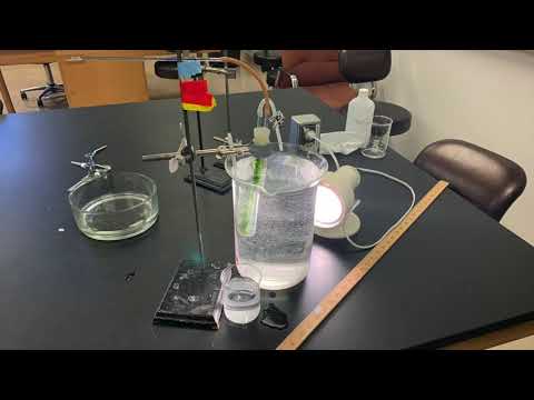BE105 Lab Demo: Rates of Photosynthesis