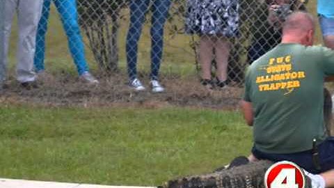 Gator caught near Cape Coral school