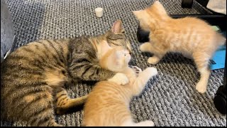 2 kittens fighting play with wrestling #2 Minutes of Adorable Kittens BEST Compilation #viral #￼