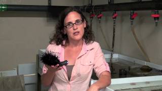 Sea urchin's survival secret Adaptability