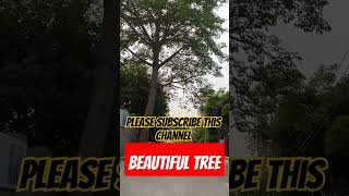 Beautiful Tree #tree #shortvideo #shorts_viral #beautiful #trees #amazing