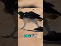 O Mundo Animal é Mais Assustador Do que Você Imaginava #curiosidades #animais