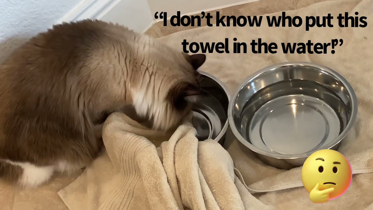 Cat plays in dogs’ water bowls funnycats cats catlover YouTube