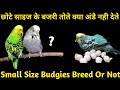 Small Size Kai Bajri Tote Kya Acchi Breed Nahi Karte | Budgies Breeding Size