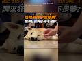 【懷疑狗生】趁牠睡著秒速餵藥！醒來狂舔嘴巴：剛不是夢？｜狗狗｜餵藥
