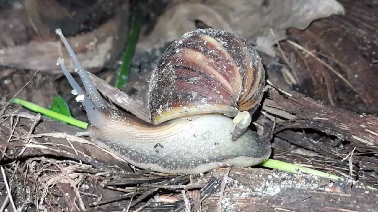 Con ốc sên Châu Phi kiếm ăn đêm ở vườn dừa. 