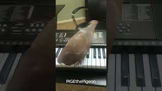 Piano Playing Pigeon #shorts